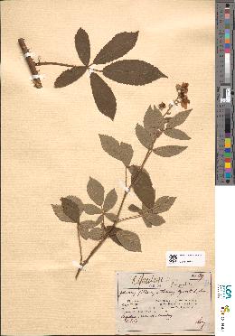 spécimen de Rubus questieri