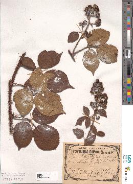 spécimen de Rubus radula