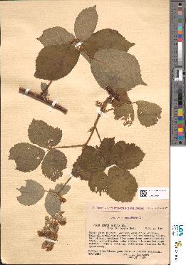 spécimen de Rubus radula