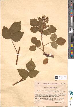 spécimen de Rubus rivularis