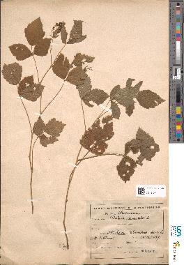 spécimen de Rubus saxatilis