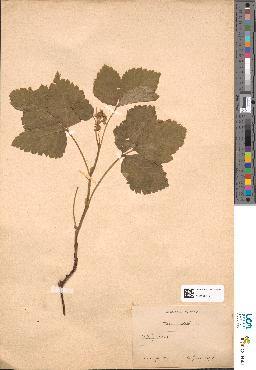 spécimen de Rubus saxatilis