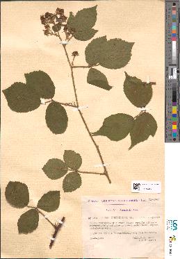 spécimen de Rubus schleicheri