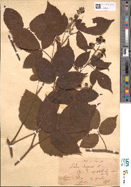 spécimen de Rubus serpens