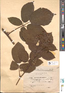 spécimen de Rubus serpens