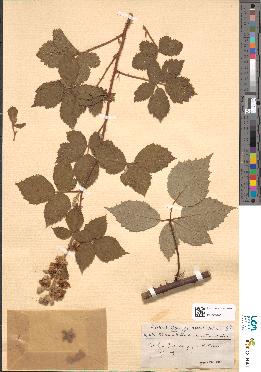 spécimen de Rubus bouvetianus