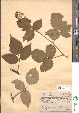 spécimen de Rubus bouvetianus