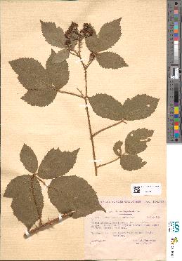 spécimen de Rubus omalus