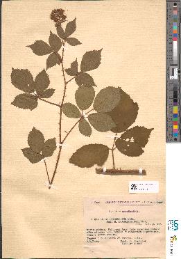 spécimen de Rubus obtruncatus
