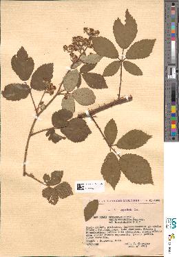 spécimen de Rubus obtruncatus