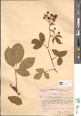 spécimen de Rubus nitidus