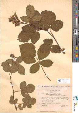 spécimen de Rubus nitidus