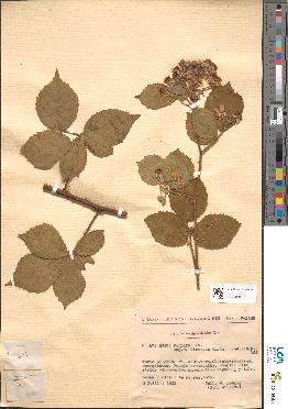 spécimen de Rubus pallidus