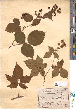 spécimen de Rubus plicatus