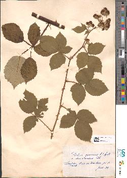 spécimen de Rubus procerus