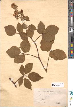 spécimen de Rubus pyramidalis