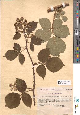 spécimen de Rubus hebecarpus