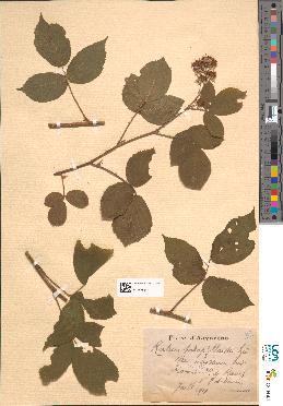 spécimen de Rubus podophylloides