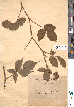 spécimen de Rubus hirtus