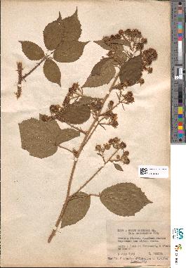 spécimen de Rubus reuteri