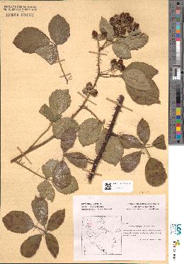 spécimen de Rubus langei