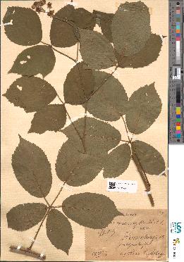 spécimen de Rubus piletostachys