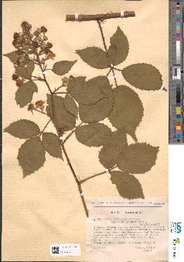 spécimen de Rubus macrostachys
