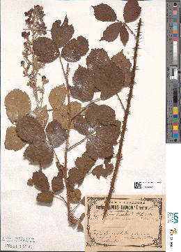 spécimen de Rubus discolor