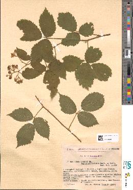 spécimen de Rubus menkei