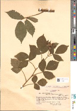 spécimen de Rubus menkei
