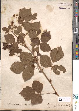spécimen de Rubus caesius