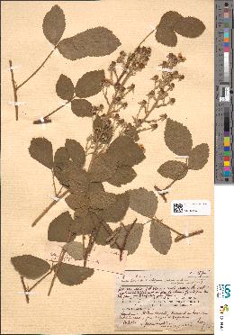 spécimen de Rubus sp.