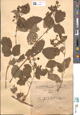 spécimen de Rubus mougeotii