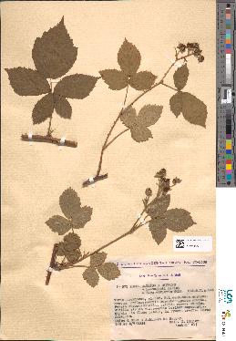 spécimen de Rubus caesius x bifrons