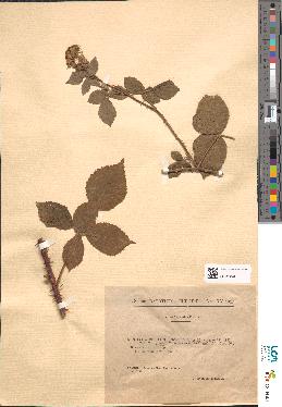 spécimen de Rubus × hirticaulis