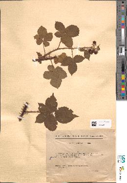 spécimen de Rubus × discerptiformis