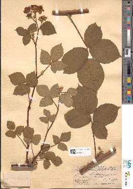 spécimen de Rubus macropetalus
