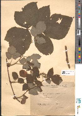 spécimen de Rubus idaeoides