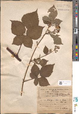 spécimen de Rubus × imbricatiformis
