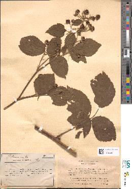 spécimen de Rubus prasinus