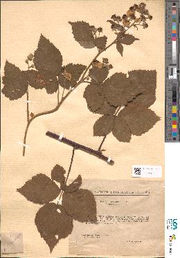 spécimen de Rubus ambifarius