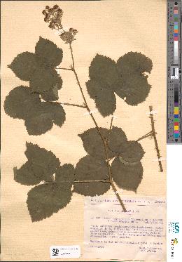 spécimen de Rubus thyrsoideus
