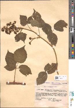 spécimen de Rubus thyrsoideus