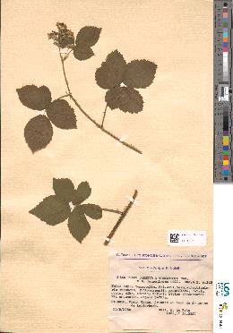 spécimen de Rubus caesius x tomentosus