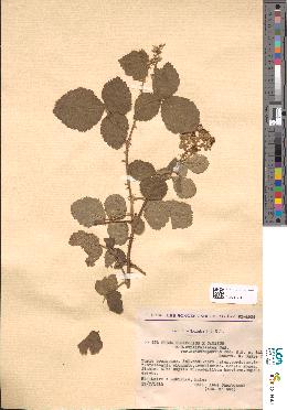 spécimen de Rubus ulmifolius x caesius
