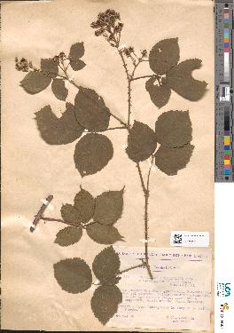 spécimen de Rubus caesius x ulmifolius