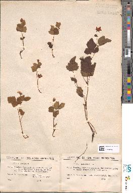 spécimen de Rubus arcticus