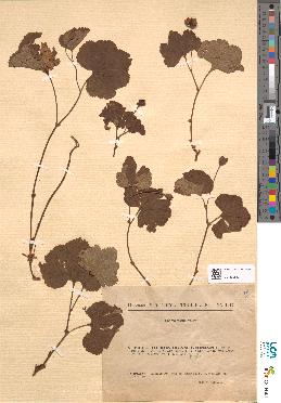 spécimen de Rubus chamaemorus