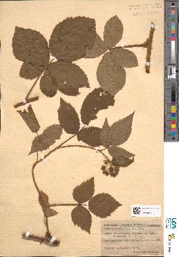 spécimen de Rubus × idaeiformis