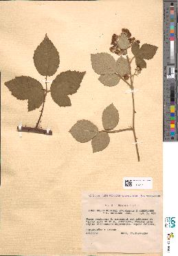 spécimen de Rubus godronii